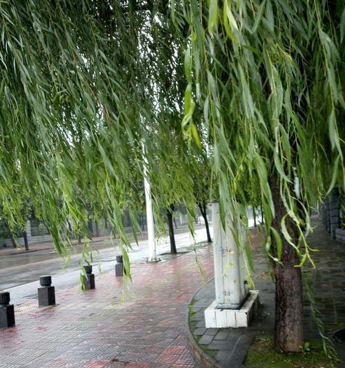 秋雨绵绵的说说句子（绵绵秋雨，恍若梦境）