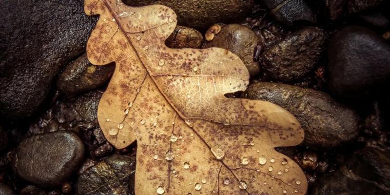 秋雨绵绵的说说句子（绵绵秋雨，恍若梦境）