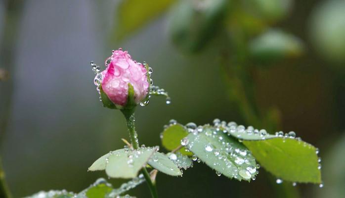 秋雨绵绵的说说句子（绵绵秋雨，恍若梦境）