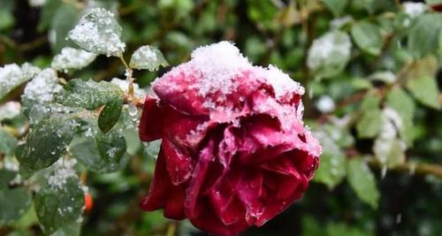 第一场雪发朋友圈说说（“初雪初心”——我与第一场雪的邂逅）