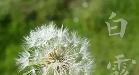 白露时节的祝福语（白露节气的唯美祝福）