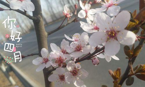 3月再见4月你好说说三月再见朋友圈文案唯美句子（三月，再见我的心情）