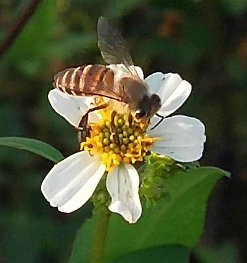 蜜蜂采蜂蜜相关句子（蜜蜂的甜蜜采集）