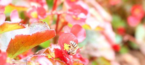 蜜蜂采蜂蜜相关句子（蜜蜂的甜蜜采集）