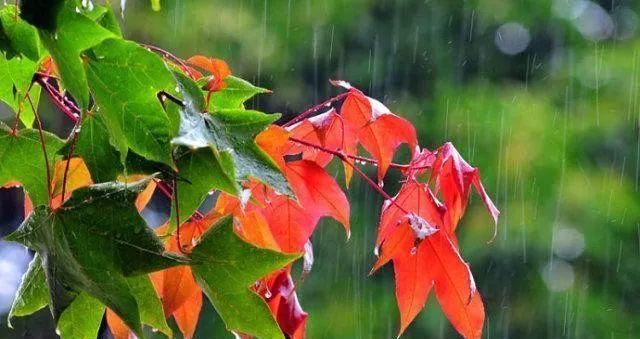 秋天的雨是一把钥匙什么仿写句子（秋雨开启心灵之门）