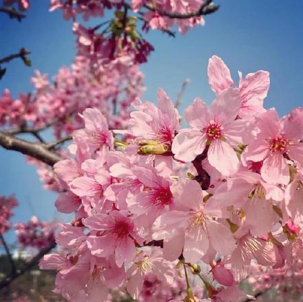 关于描写樱花的唯美句子（春日绝艳，满园樱花烂漫）