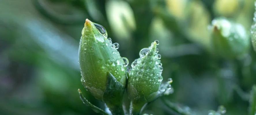 描写春雨的精彩句子大全（春雨之美）