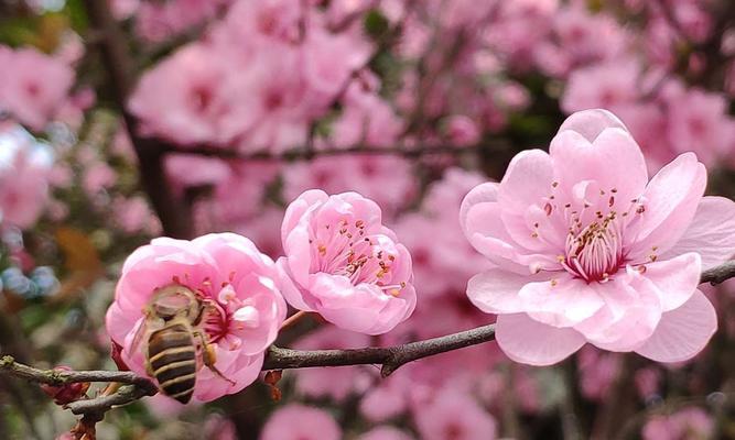 有关春暖花开的唯美句子的好句摘抄（春暖花开——温馨唯美）