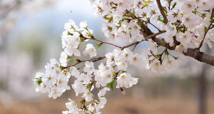 有关春暖花开的唯美句子的好句摘抄（春暖花开——温馨唯美）