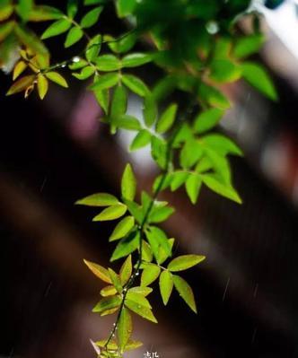 有关最新谷雨经典句子84句的短句摘抄（风雨同舟谷雨耕耘）