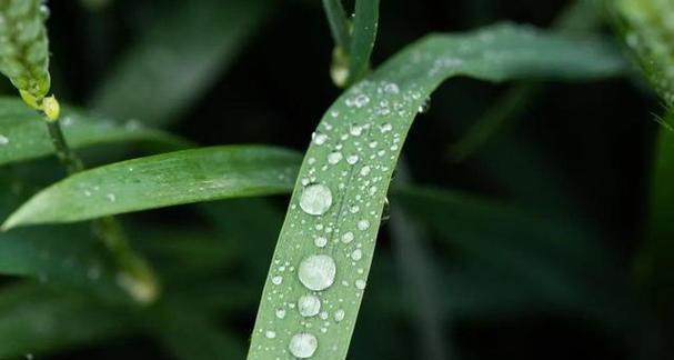 关于谷雨的文案（2024谷雨优秀好句90条）