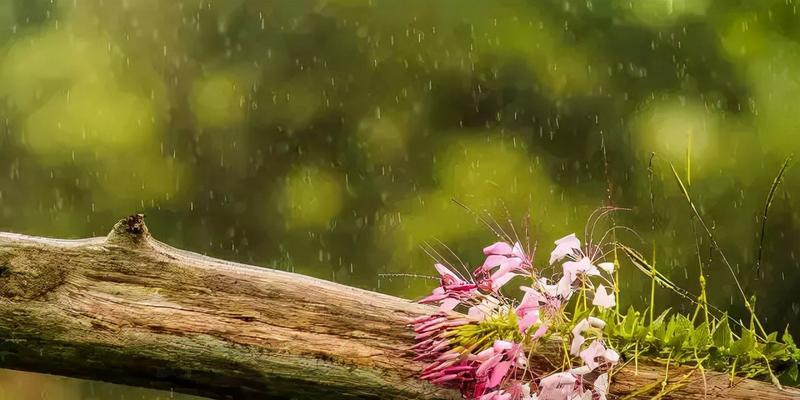 关于雨的经典句子（雨的唯美）