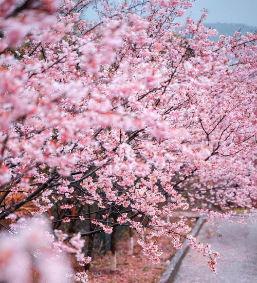 关于樱花唯美句子（一场梦幻般的花海盛宴）