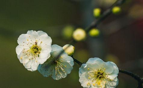 惊蛰说什么祝福语（2024惊蛰时节，送你一份唯美祝福）