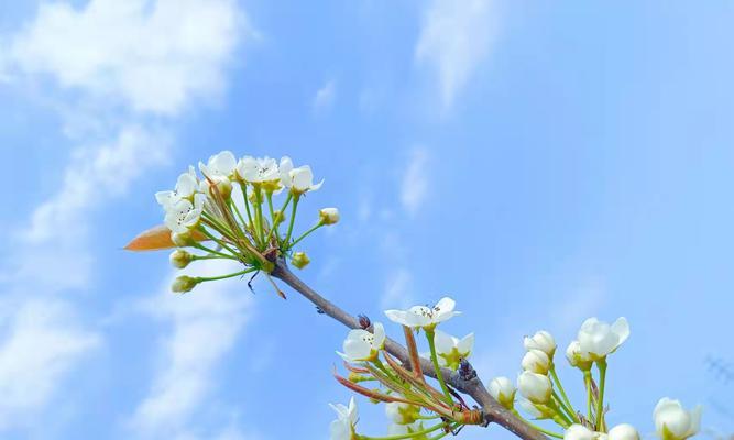 有关4月的句子（四月悠然，春意盎然）