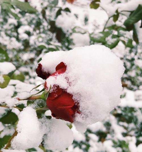 2024年下雪天发朋友圈的精美句子（雪落梦境）