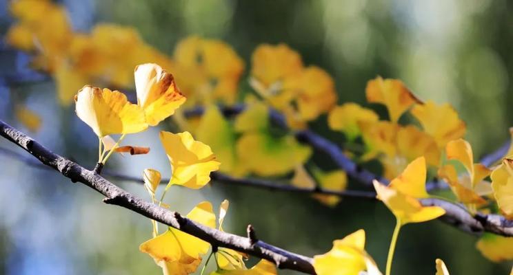 秋分时节朋友圈说说（轻轻地，在秋日里想你）