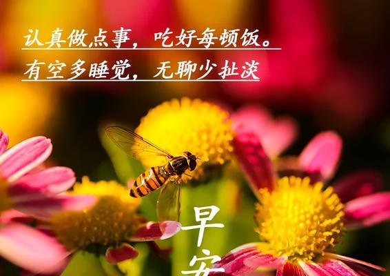 适合发朋友圈早安心语优美语句（清晨的芬芳）