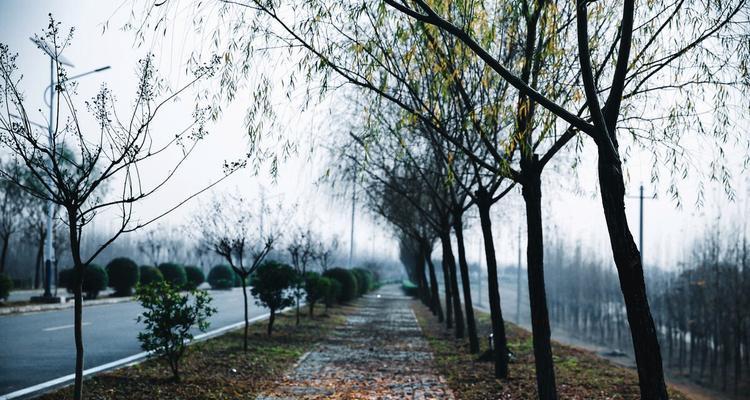 关于秋雨的句子摘抄短（《秋雨·落花飘零》）