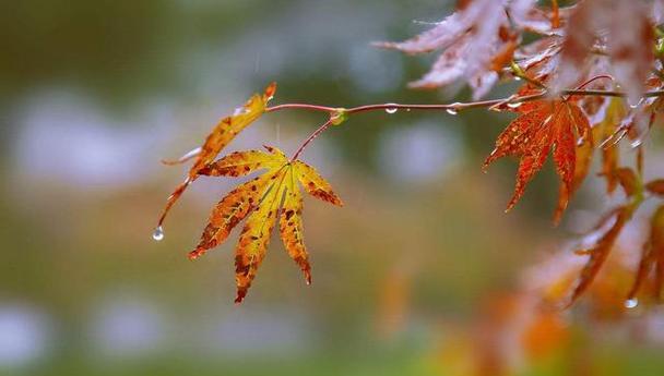 一场秋雨一场寒怎么发朋友圈（秋雨悠然，寒意袭来——秋雨绵绵）