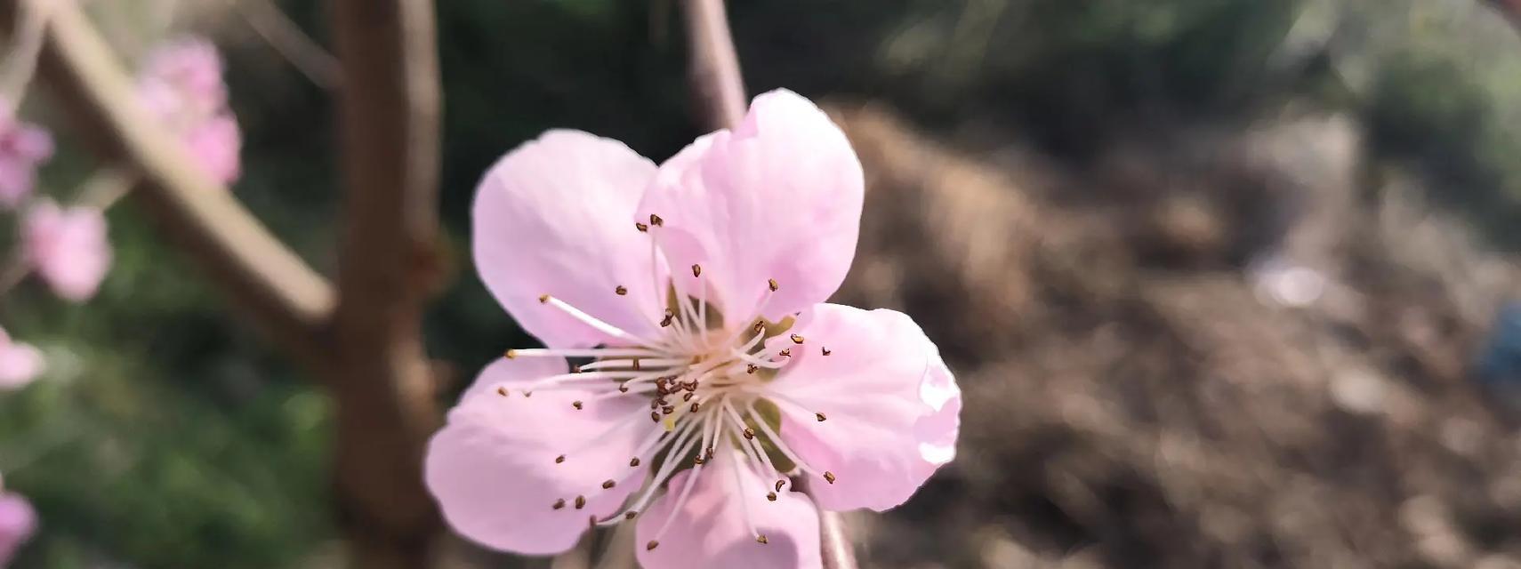 三月形容春暖花开的诗句（春天的魅力）