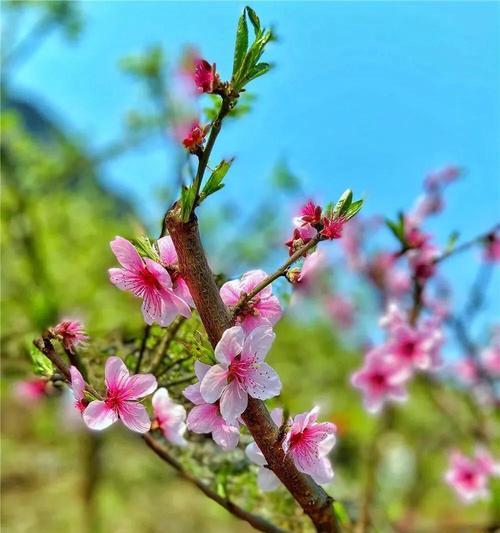 人生中的春天什么意思（用美好的心态迎接每一个季节）