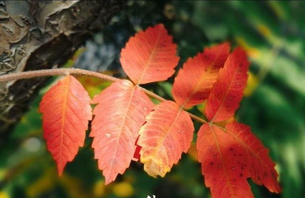 秋分节气怎么发朋友圈（秋分节气的心情说说短语）