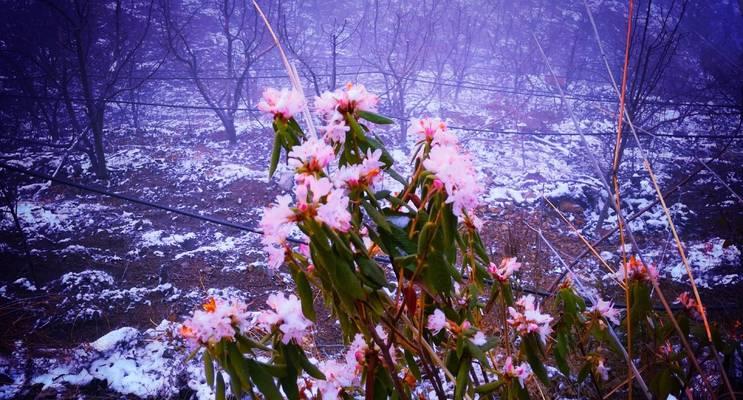 以瑞雪兆丰年为话题的作文怎么写（《冬雪盼春，丰收在望》）