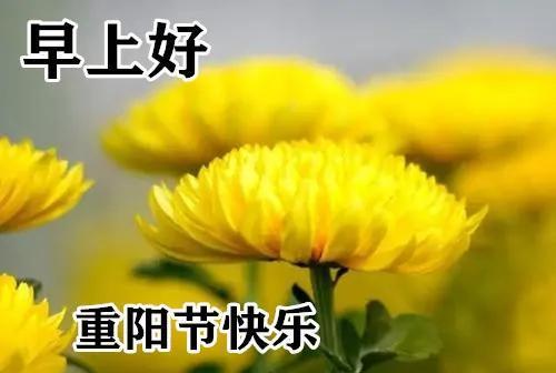 九九重阳节的祝福语怎么写（岁月清明，祝福重阳）