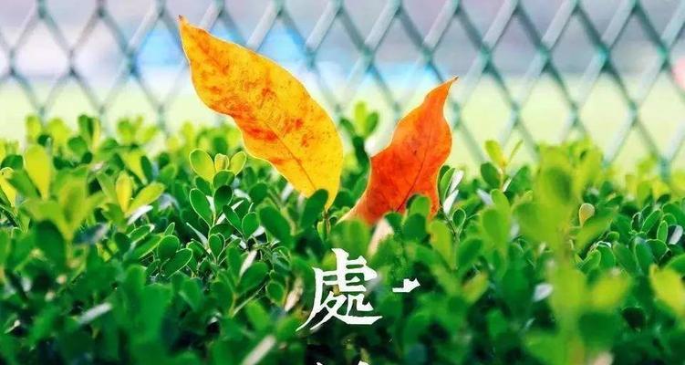 今天是处暑怎么发朋友圈（静听夏日之歌——以今日处暑为主题的短句）