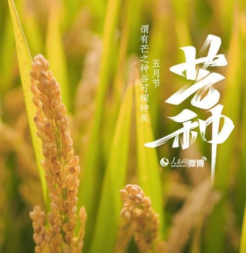 关于芒种的说说微信朋友圈（以芒种为媒，传递友谊的真谛）