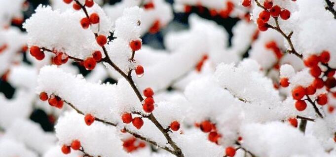 今年第一次下雪怎么发朋友圈（2024年新年第一天的雪）