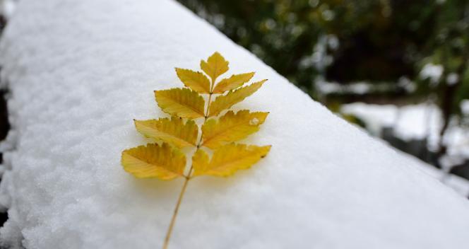 下雪了发朋友圈怎么说（《雪落人间》）