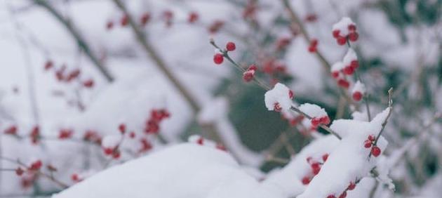 大雪朋友圈说说怎么写（大雪里的世界）