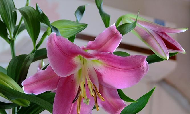 赞美百合花的句子有哪些（百合花的优雅唯美——致敬花海中的女王）