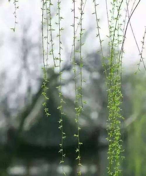 云卷云舒怎么形容（云卷云舒：梦境般的美丽）