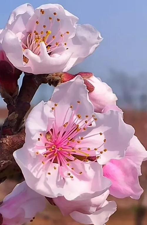 一地落花的唯美句子落花不语轻辞树（花开花谢，人生如梦）