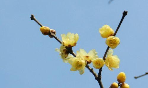 山花烂漫的优美句子（春日山花烂漫）