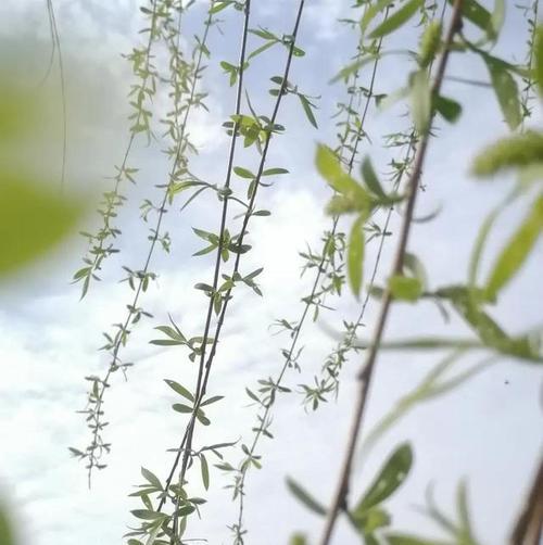 古人折柳送别的寓意是什么（古人折柳送别的唯美诗句）