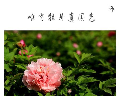 赞颂牡丹花开的诗句（牡丹花开，唯美花海梦）