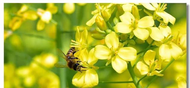 赞美油菜花的诗句大全（春天的瑰宝）