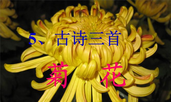 写菊花品质的诗（菊花品格）