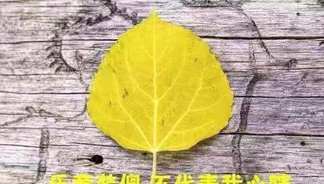 人无完人的句子上句是怎么说的（人无完人）