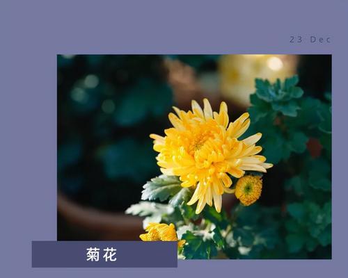 关于菊花唯美的诗句（《菊花独秀》的情感表达与菊花的描绘）