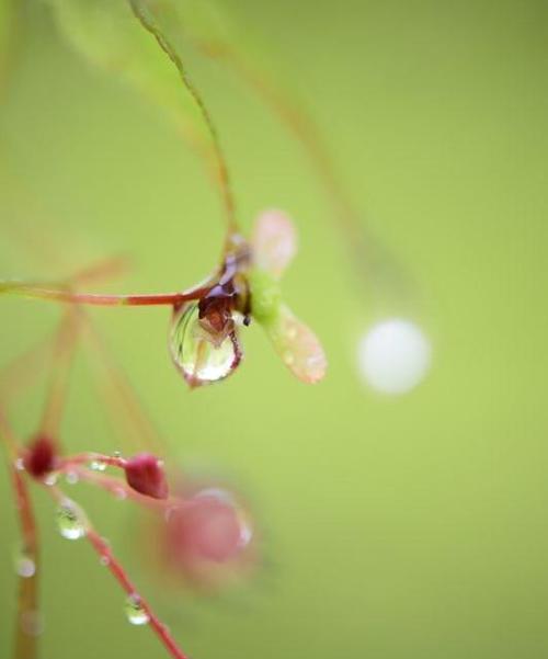 关于描写植物的优美语句（花开花落，唯美植物情）