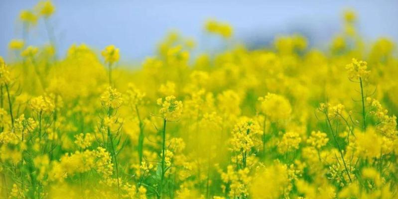 关于油菜花的唯美句子短句（油菜花开，春日美景）