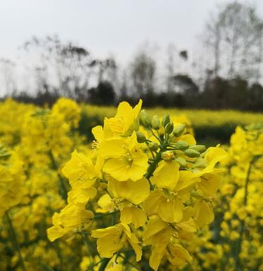 关于油菜花的诗句唯美（油菜花古诗赏析——唯美诗句）