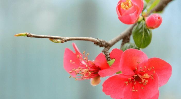 关于花的优美的句子有哪些（《花开如梦》）