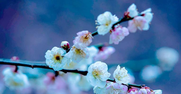 形容花开的灿烂的说说（花开的灿烂）