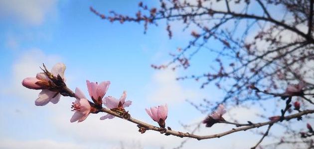 杏花的语句（杏花绽放的春天）